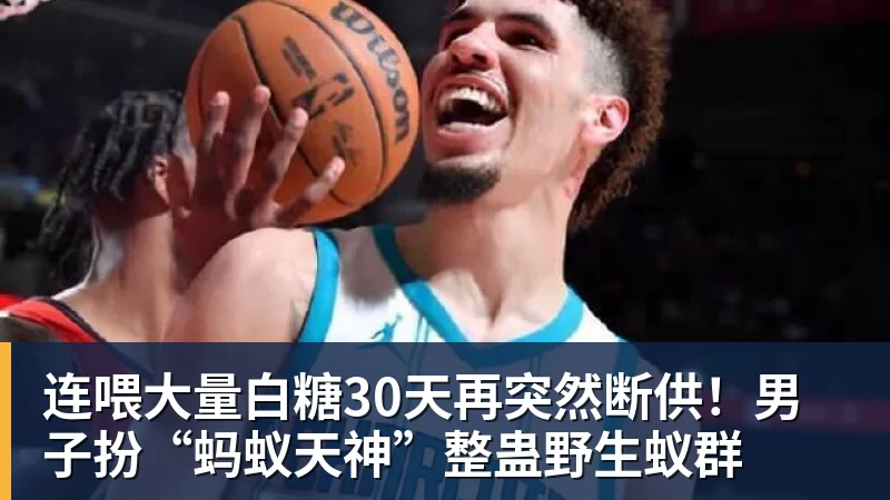 连喂大量白糖30天再突然断供！男子扮“蚂蚁天神”整蛊野生蚁群
